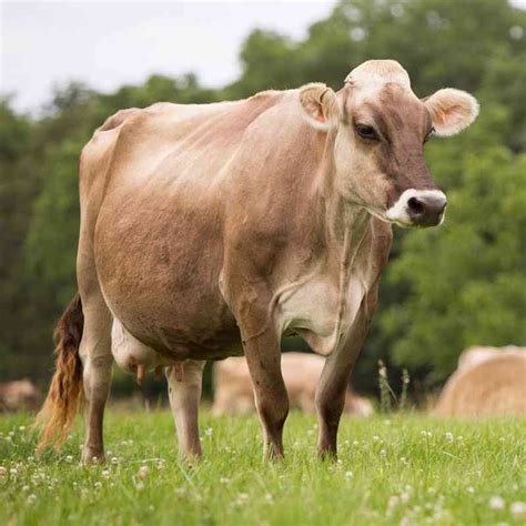 The Brown Swiss: perfect breed for a yummy cheese - The Standard Health