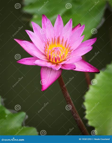 Pink Water Lily stock image. Image of nature, beautiful - 19301293