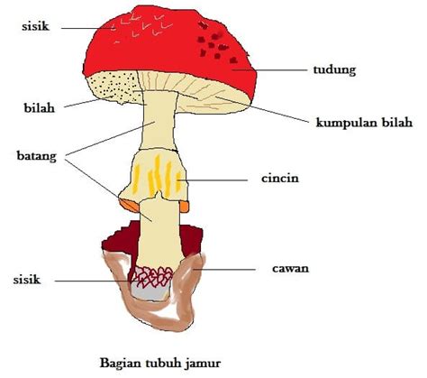 Gambar Sistem Reproduksi Jamur Budisma Vegetatif Gambar Zygomycotina di Rebanas - Rebanas