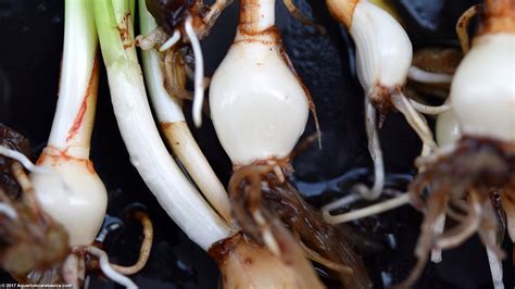 Dwarf Onion Plant Care: Size, Bulb, Roots & Planting