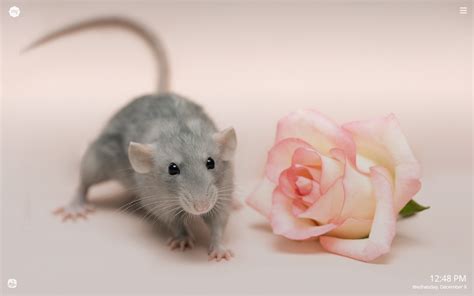 Cute Rat Wallpapers - Wallpaper Cave