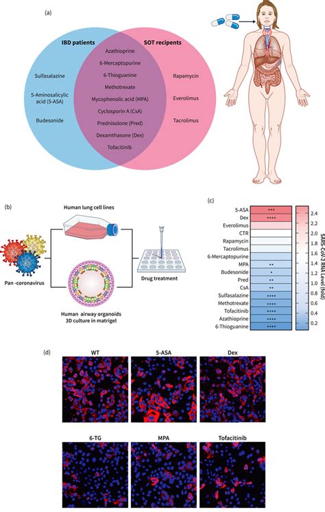 Dexamethasone and 5‐ASA mildly stimulate coronavirus replication.... | Download Scientific Diagram