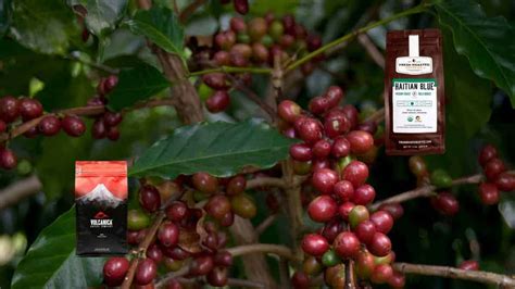 The 5 Best Shade Grown Coffee Brands 2022 - Speciality Beans