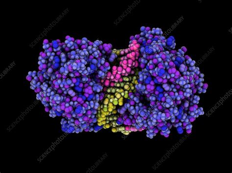 Helicase complexed with RNA - Stock Image - C035/8492 - Science Photo Library