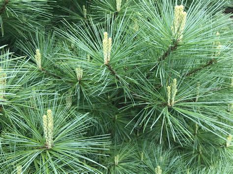 Pruning Evergreens – Wisconsin Horticulture