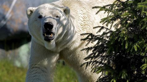 Angry Polar Bear Roar - 1920x1080 - Download HD Wallpaper - WallpaperTip