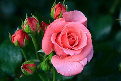 Download Close-up Pink Flower Flower Nature Rose 4k Ultra HD Wallpaper