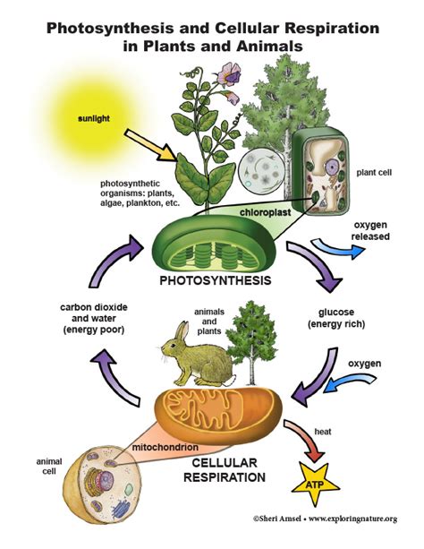 Photosynthesis and Cellular Respiration in Plants and Animals - Giant ...