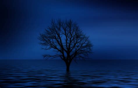 Download Blue 4k Lonely Tree Wallpaper | Wallpapers.com