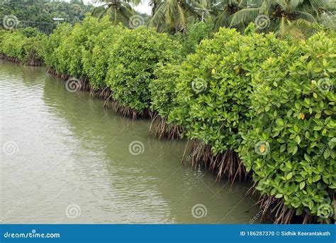 The Mangroves On River Bank, Ngwesaung, Myanmar Stock Photo | CartoonDealer.com #123239022