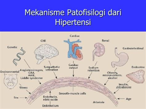 Patofisiologi Hipertensi, Proses Perjalanan Penyakit Hipertensi yang ...