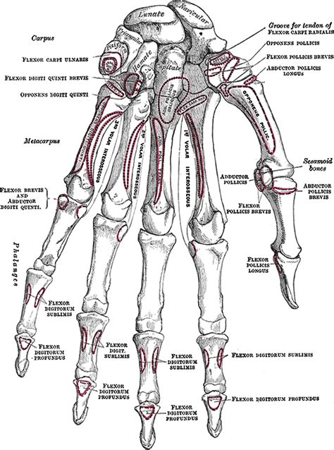 Skeletal Anatomy of the Hand - Hand Clinics