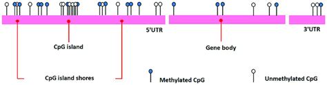 The CpG islands and CpG island shores. | Download Scientific Diagram