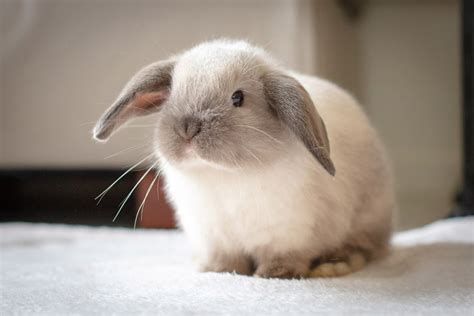 How Much Do Mini Lop Rabbits Cost? 2024 Price Update | Hepper