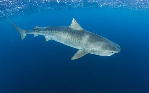 Uncovering the mystery of tiger shark reproduction in the eastern ...