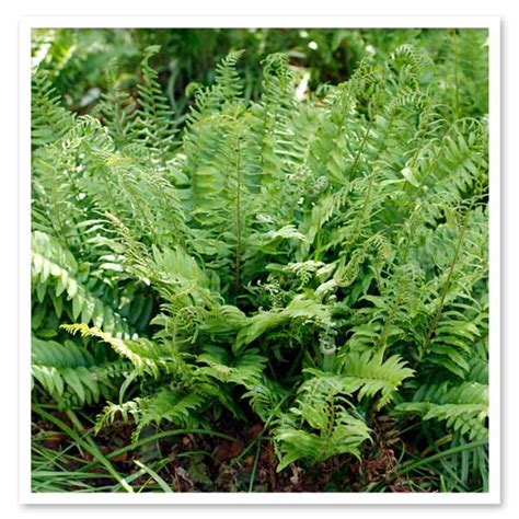 Polystichum acrostichoides Christmas Fern - Shop Sugar Creek Gardens