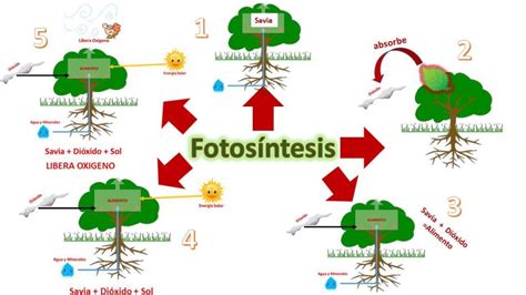 Plantas El Proceso De La Fotosintesis Mapa Conceptual La Fotosintesis | Images and Photos finder