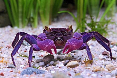 Keeping And Breeding Vampire Crabs - MyPetZone