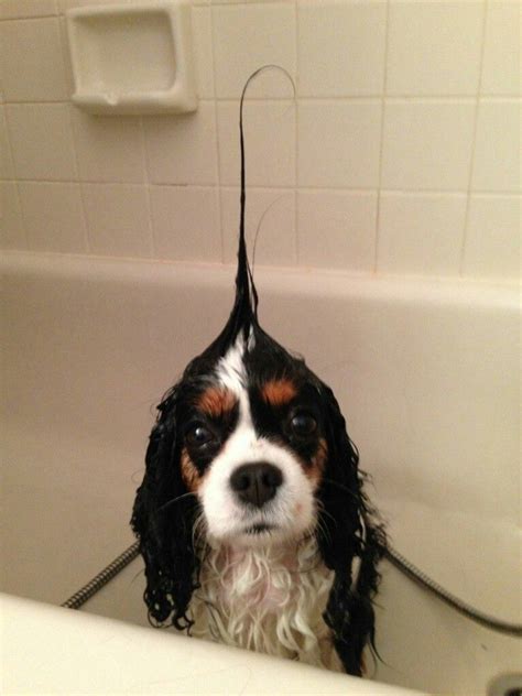 Pin by Надя Мухетова on Funny dogs | Cavalier king charles dog ...