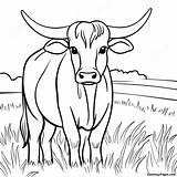 Texas Longhorn Cattle Coloring Page  Pagescom sketch template