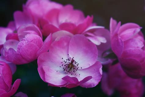 Fotos gratis : 4k fondos de pantalla, hermosa, florecer, floreciente ...