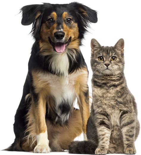 PNG Dog and Cat – Free Download