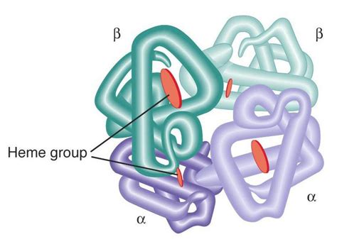 Quaternary Protein Structure | My XXX Hot Girl