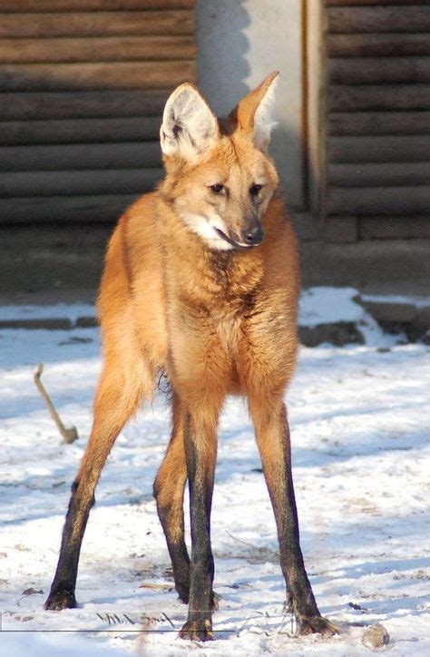 Las mejores 10+ ideas de Lobo de Crin/ Maned Wolf | aguara guazu ...