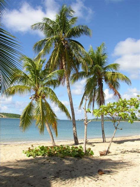 Vieques in Puerto Rico - Drew Meyers Blog - Drew Meyers Blog