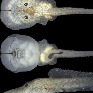 Tadpole body plan (A, B) and anatomy (C). A, B, schematic illustrations ...