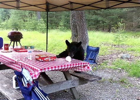 Promised Land State Park Campgrounds - PoconoGo