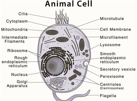 Top 182 + Draw a labelled diagram of animal cell - Inoticia.net