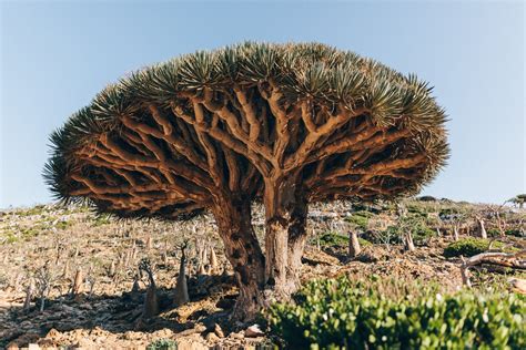 Fauna&Flora – Welcome to Socotra