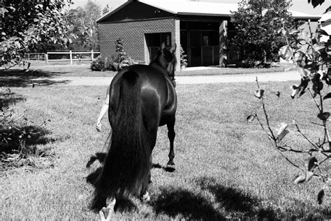 Perth Performance Horses - Home | Facebook