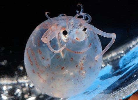 Awesome Animals: The Piglet Squid