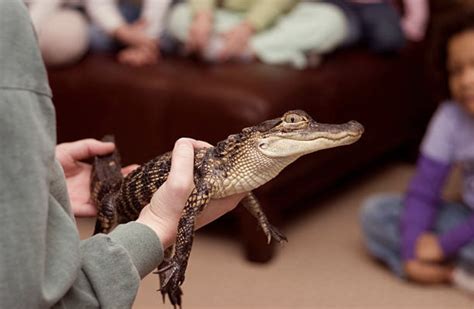 Pennsylvania Man Registers Alligator as Emotional Support Pet - Service ...