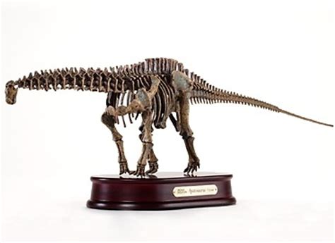 Apatosaurus Skeleton by DinoStoreus - Dan's Dinosaurs