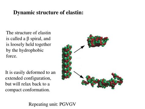 PPT - Chapter 8 Fibrous proteins Major fibrous protein of epithelial tissues is a keratin ...