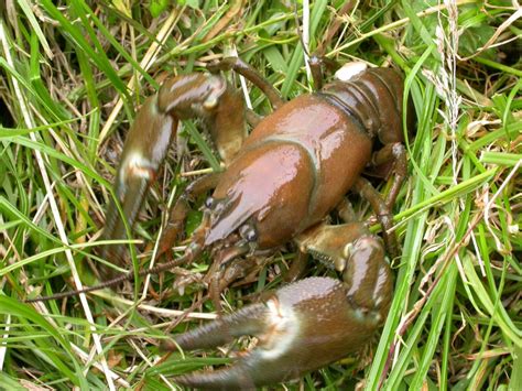 American Signal Crayfish - Tees Valley Wildlife Trust