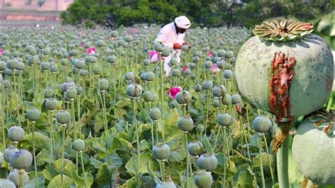 अफीम की खेती | Afeem ki kheti | Opium farming | Afim ki kheti kaise ki jati hai, Advance ...