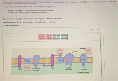 Solved proton gradient is then used to power ATP this ATP | Chegg.com