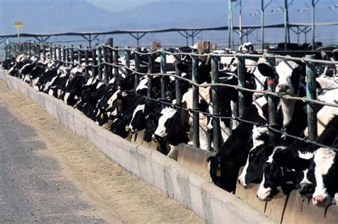 Reality Of Factory Farmed Cows – From Pasture To Prison