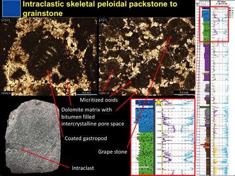 Lithofacies and Geochemical Properties of the East Texas Smackover ...