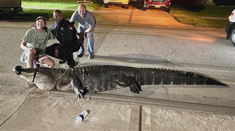 Record-breaking 14-foot-long Alligator That Weighs More, 45% OFF