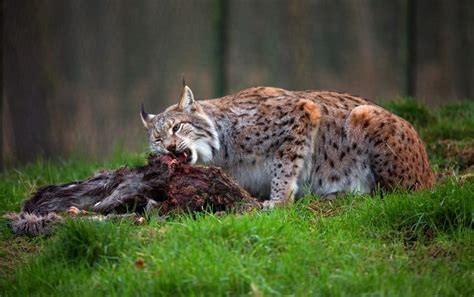 Lynxes As Pets - Everything You Need To Know | ExoticPetsHQ