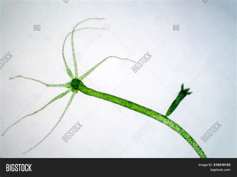 Hydra Genus Small, Image & Photo (Free Trial) | Bigstock