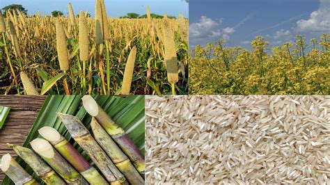 Rice, Millet, Sugarcane and Oilseeds: Kharif Crop Sowing Crosses 733 Lakh Hectare Area in 2023