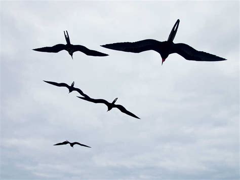 Nonstop Flight: How The Frigatebird Can Soar For Weeks Without Stopping : The Two-Way : NPR