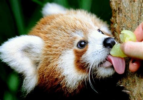 Red panda eating | Cute animals, Baby animals, Cute baby animals