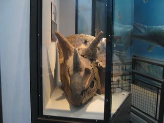 Triceratops Skull | The Lamb Family | Flickr